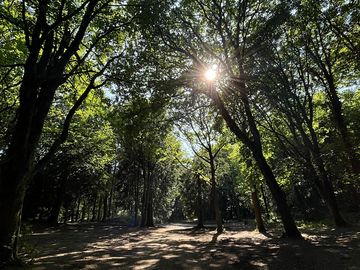 View from around the forest