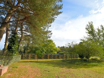 Trees around the pitches