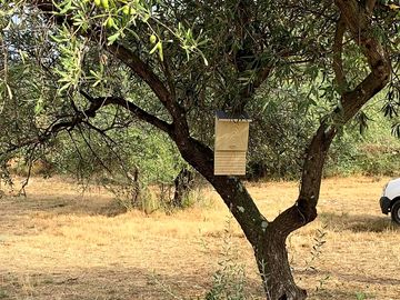 Olive trees dotting the site