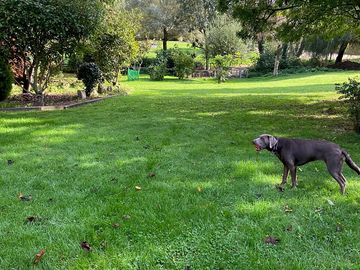 Large area for dogs to roam or run or play