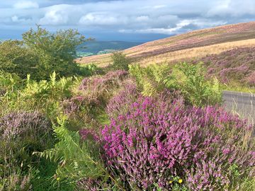 Fantastic moorland and woodland walking on dunkery commons