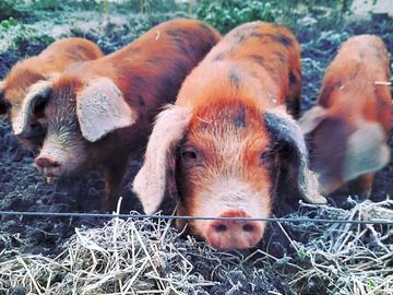 Pigs on site