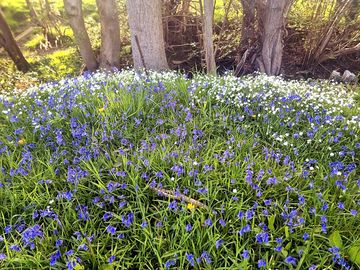 Wildflower meadow on site