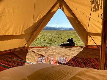 Dogs welcome