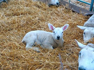 Lambing time is March every year.