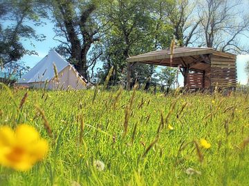 Wildflower meadow