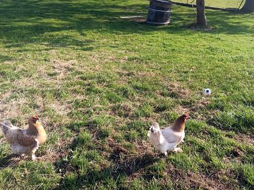 Hens