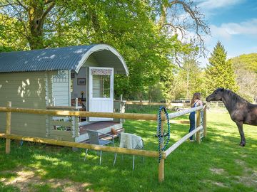 Shepherd's hut