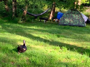 Woodland pitch with billy the duck