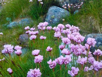 Plenty of flowers colour the island in springtime
