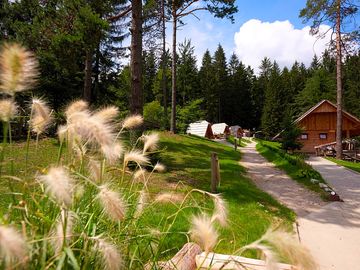 View towards the forest
