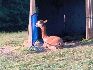Alpacas