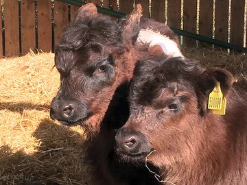 Belted galloway calves