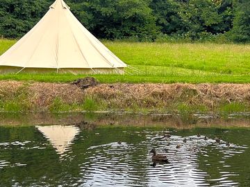 Duck on the pond