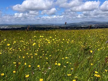 Buttercups