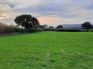 Top hedgerow