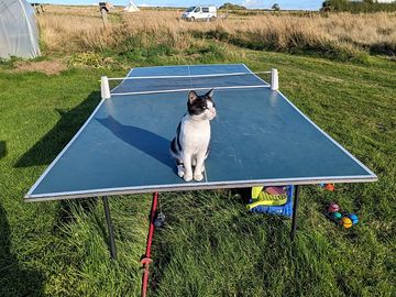 Kitty is ready when you are