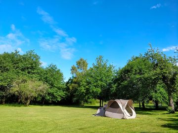 Grass pitches surrounded by trees