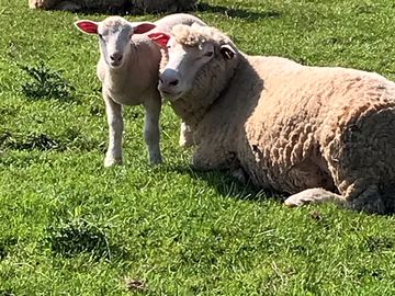 Daily sheep feeding and animal care sessions in good weather.