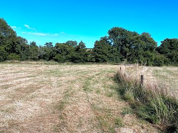 Dog walking area