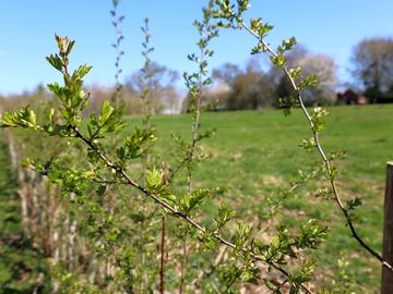 Native hedgerow