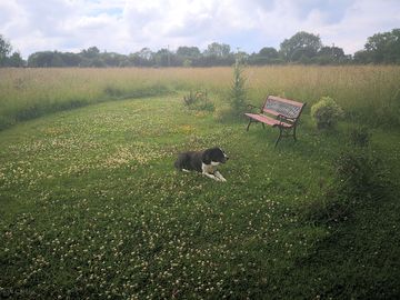 Solo's garden away from the buildings