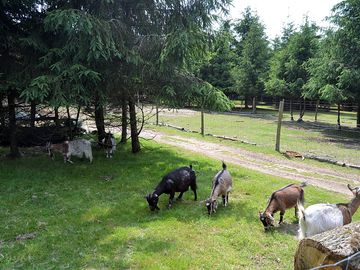 Animal park