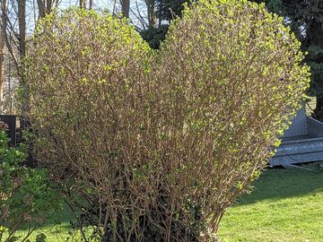 'Love'ly shrub leading to the play area