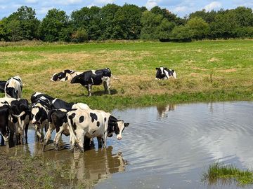 Passing the village pond on a stroll from cossiwild