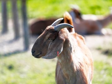 Resident goats