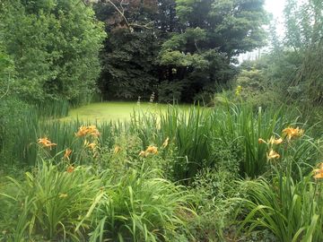 Pond on site