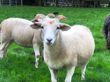 The ewes