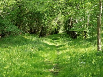 The nature trail