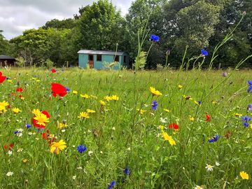 View of the shepherd's hut across the meadow