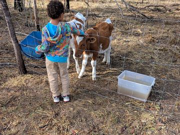 Animals on site