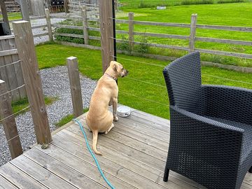 Willow’s favourite spot watching the goats and sheep