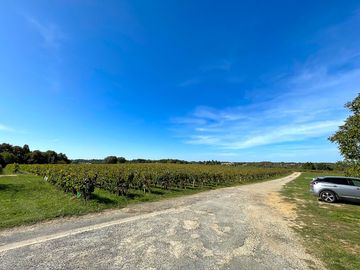 Campsite with vineyard views