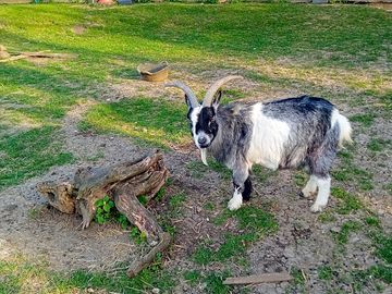 Friendly farm animals