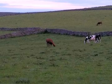 Cows in nearby fields