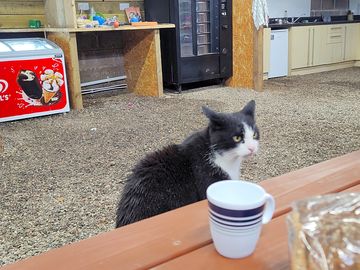 The camping cat looking for leftovers