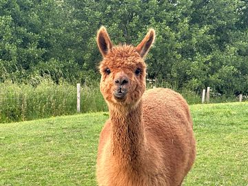 Just one of the cute alpacas