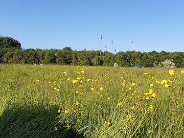 View of the meadow from my tent.