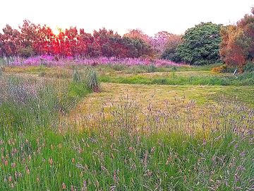 Sunrise over the rear pitches, beautiful wild grasses and flowers