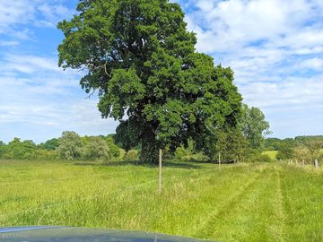 Plenty of greenery