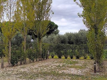 Pitch shaded by trees