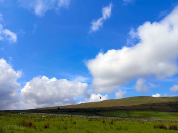 Lapwing in flight with widdale fell in the background