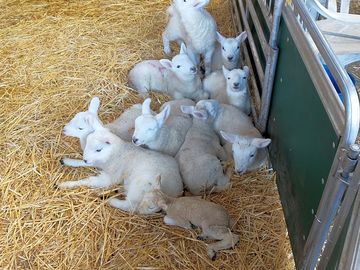 Resident lambs