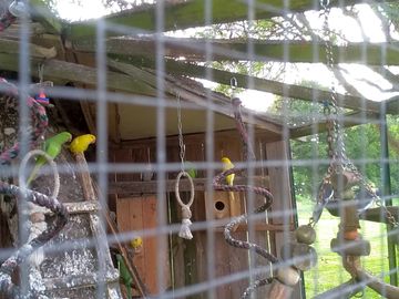Exotic birds