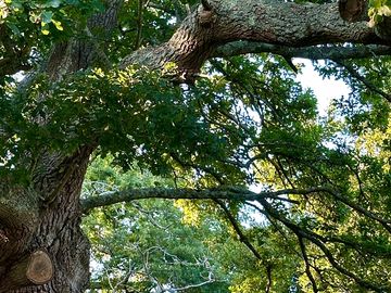 Oak trees surround the meadow