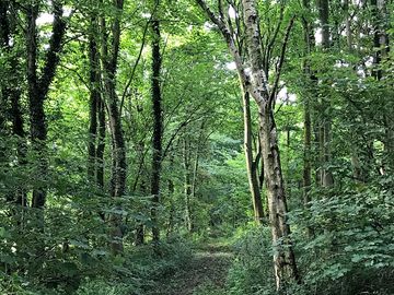 The adjoining woodland